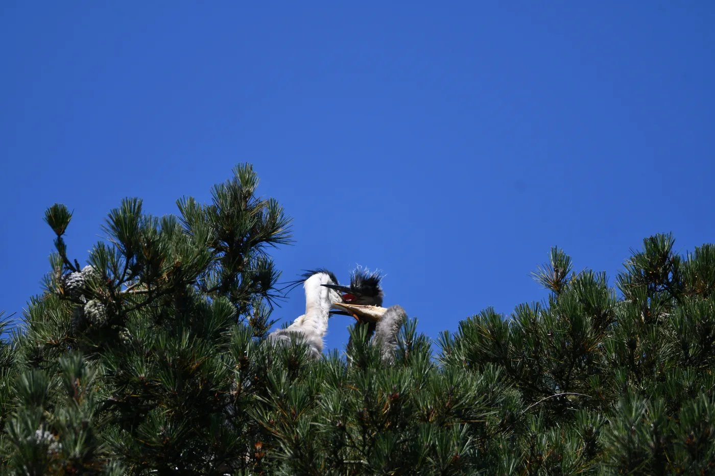 Photo 47